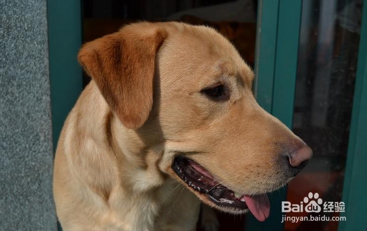 如何挑选优质的金毛猎犬