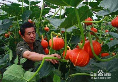 怎样进行养生食疗?有注意什么事项?