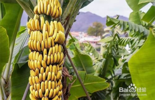 香蕉的需肥特点和膨果增甜的施肥时期 百度经验