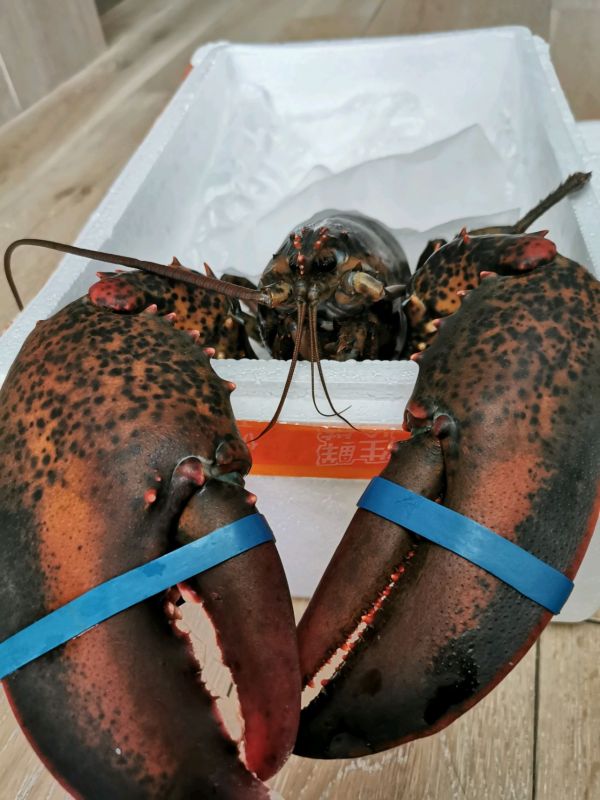 芝士焗波士顿龙虾