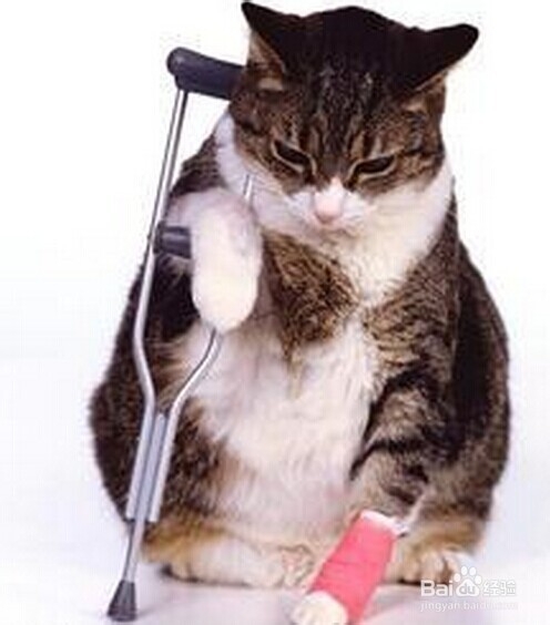 猫猫嘛嘛养猫心得系列：[9]及时医治