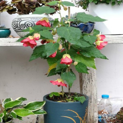 苘麻悬铃花怎么养