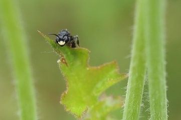 室内养花总有小飞虫怎么办 百度经验