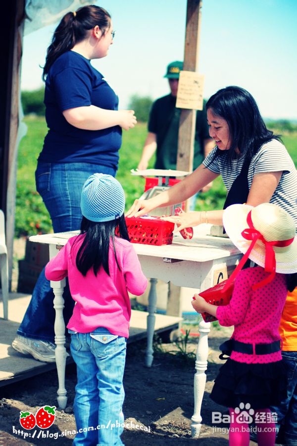 温哥华田园风情草莓采摘(组图)