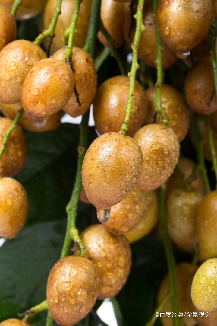 哺乳期、宝宝能吃黄皮吗