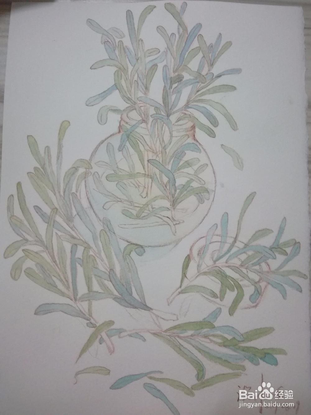 植物水彩速写练习