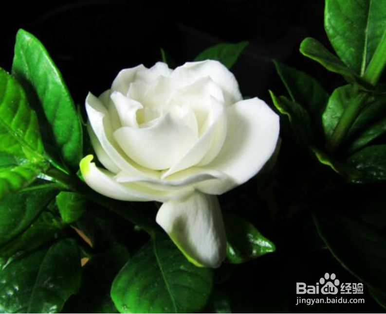 栀子花里面的小黑虫子怎么除掉