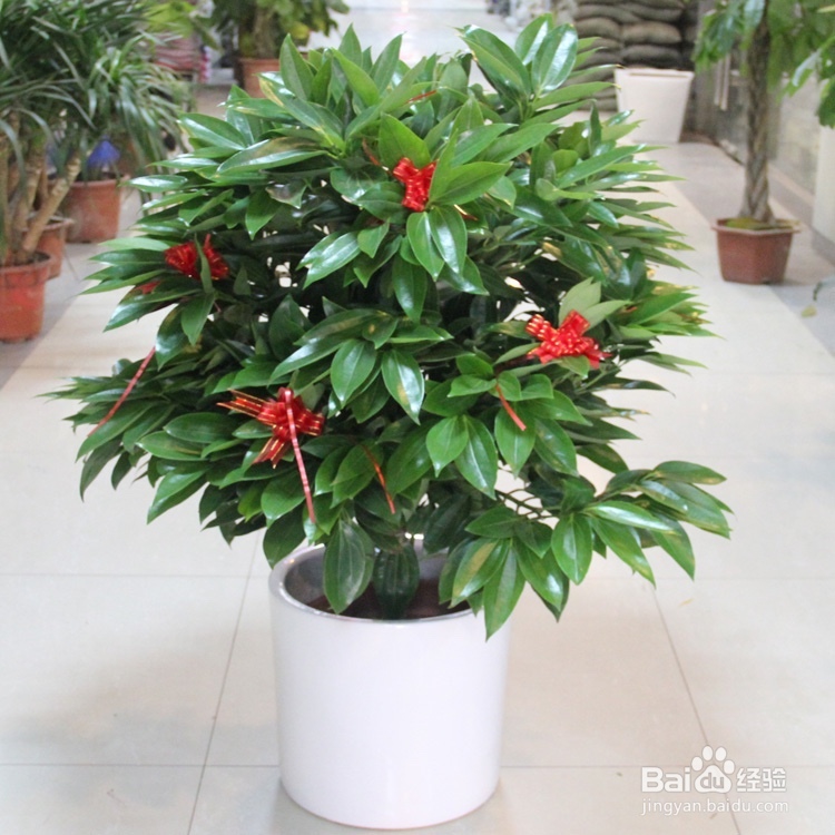 平安树怎么翻土