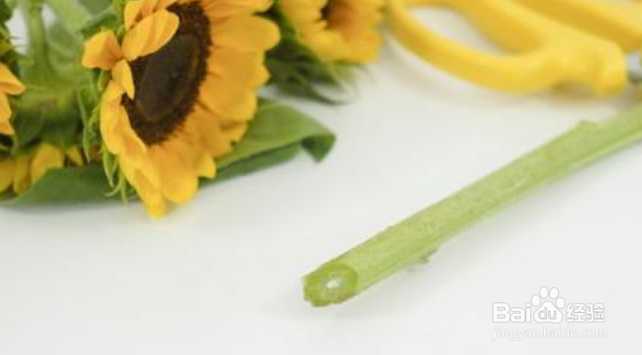 向日葵花束怎么养