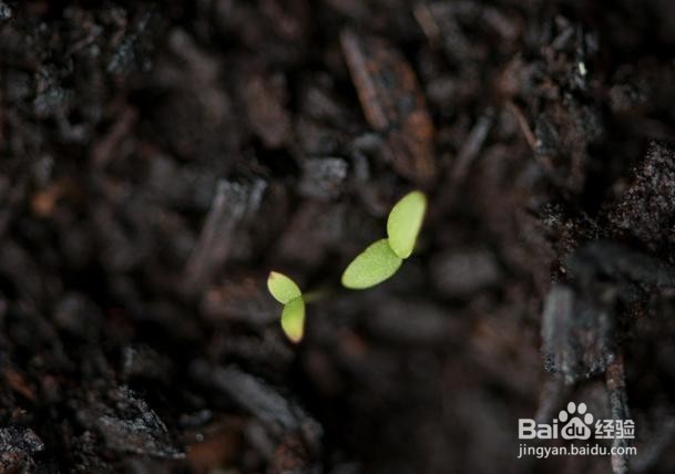 冰菜种植的方法