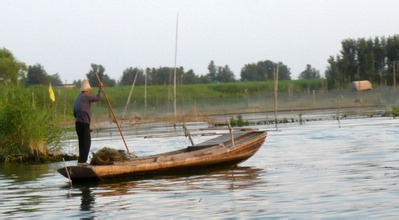 白洋淀一日游 荷花森林中飞翔
