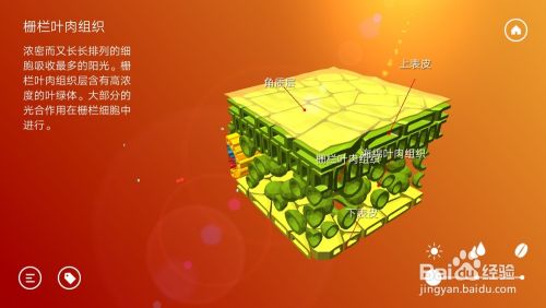 高中生物叶片组织剖析以及呼吸作用知识点有哪些 百度经验