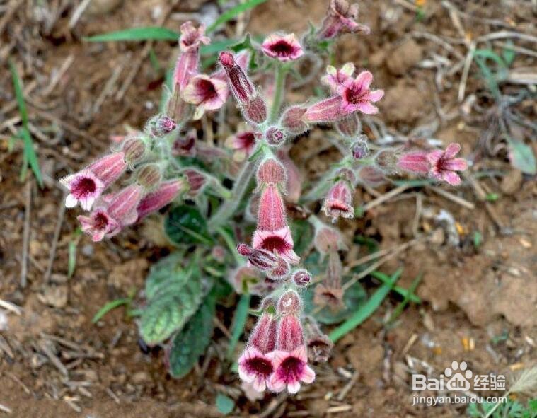 种植地黄需注意哪些生长习性?