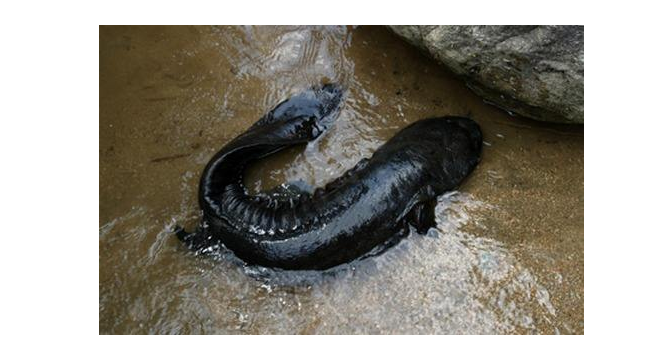 小型娃娃鱼吃什么食物