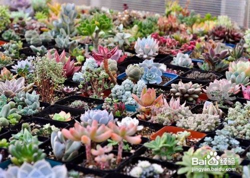 怎么消灭蚧壳虫