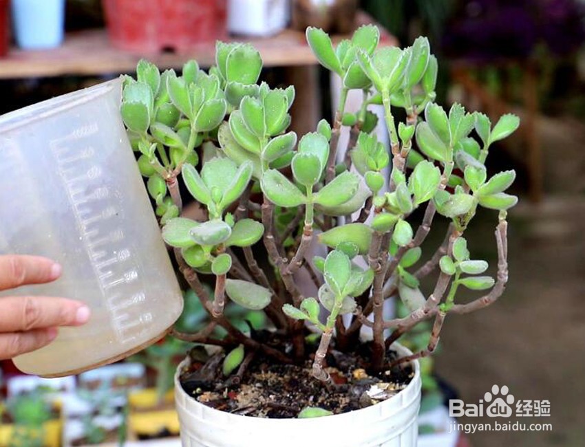 多肉夏天浇水的正确方法