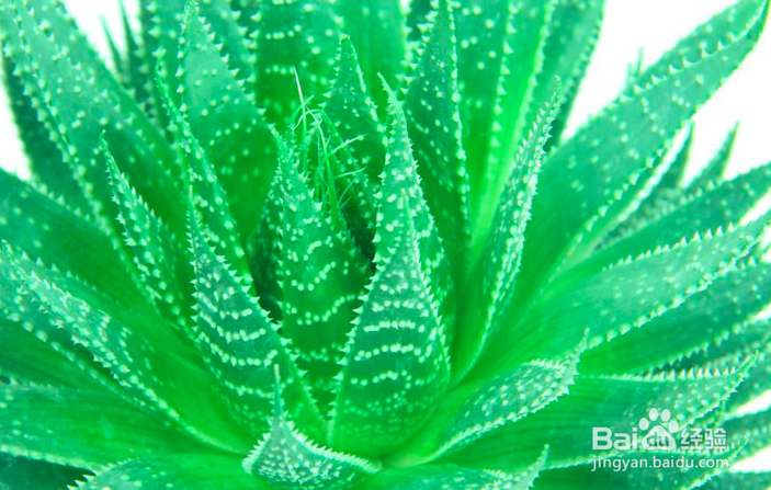 油炸芦荟做法大全