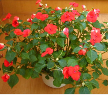 玻璃翠到底有没有毒啊？适合室内养殖吗