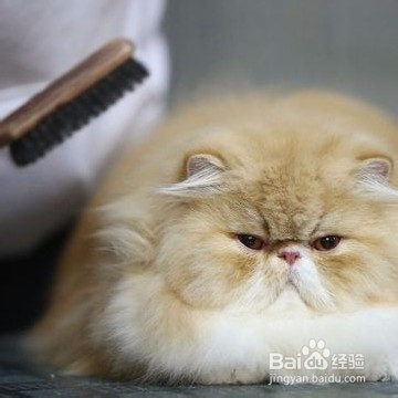 如何与爱宠沟通