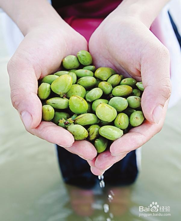 榄钱烘干机的烘干时间计算及烘干系统容量的配置