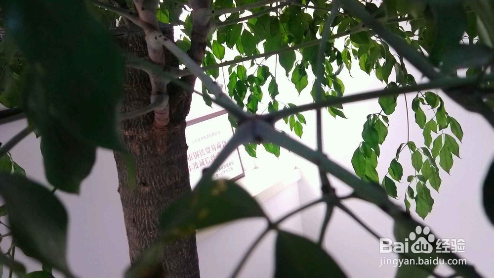 幸福树的正确养殖方法