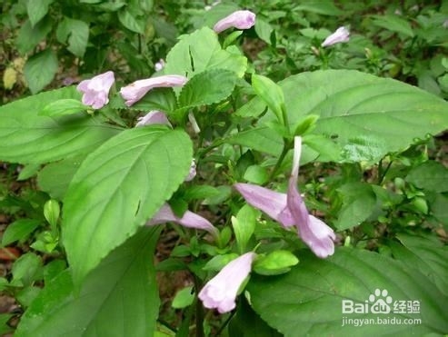 怎样用我们身边即有的物品治疗伤风着凉和上火？