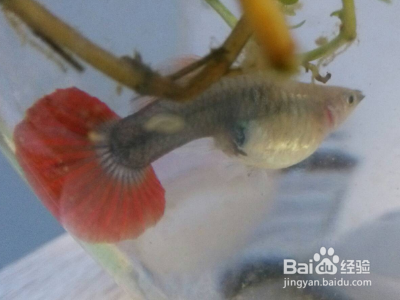 孔雀鱼老是死怎么办