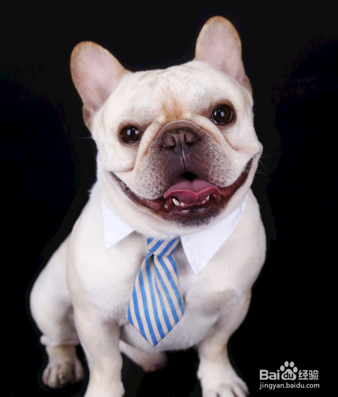 训练狗的方法和技巧