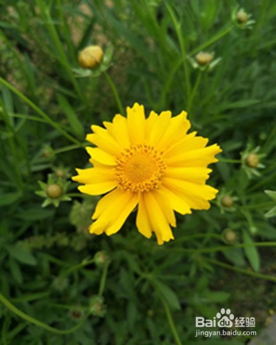 刀拍黄瓜怎么做