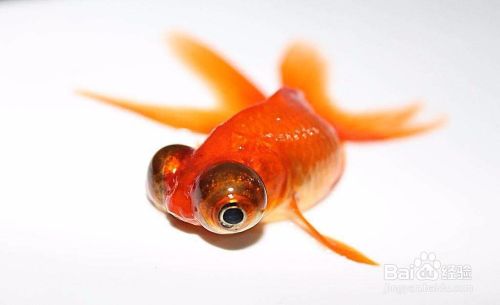 金鱼产卵时如何护理 百度经验
