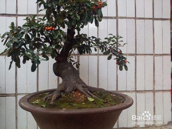 火棘下山桩怎么栽培