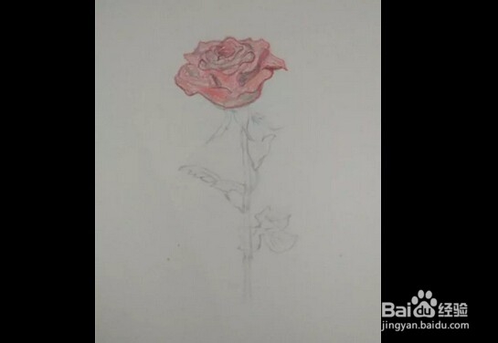 简笔画:手绘铅笔画“一枝红玫瑰”
