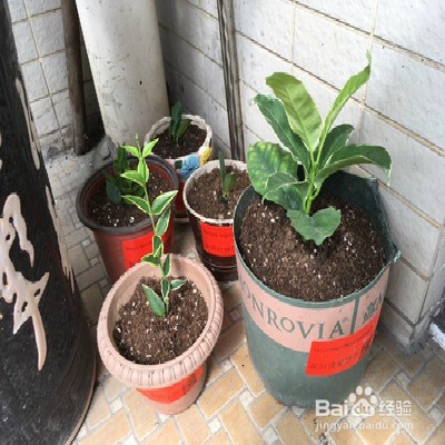 贝拉球兰怎么样