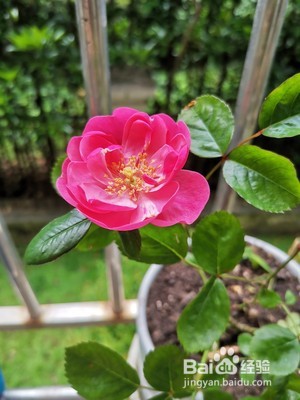 哪种月季花好养又好看