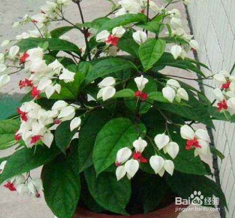 龙吐珠掉叶子怎么办