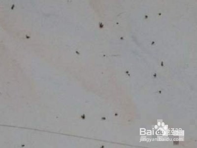 家里很多小飞虫怎么办
