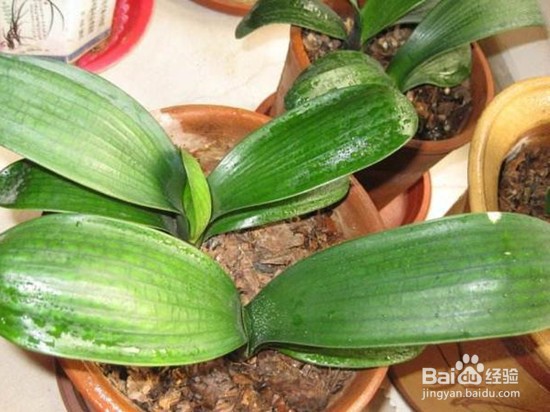 如何养殖君子兰？