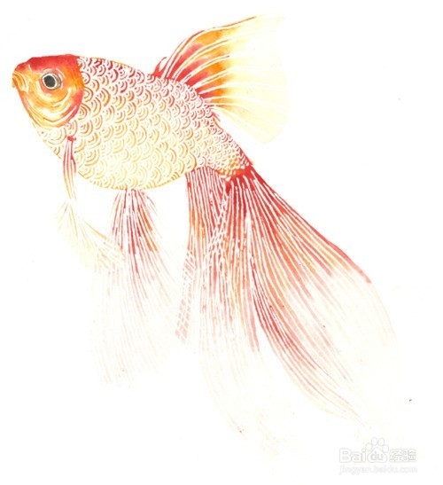 怎样轻松养金鱼