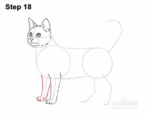 如何画一只猫(孟加拉)——加菲的吃货生活