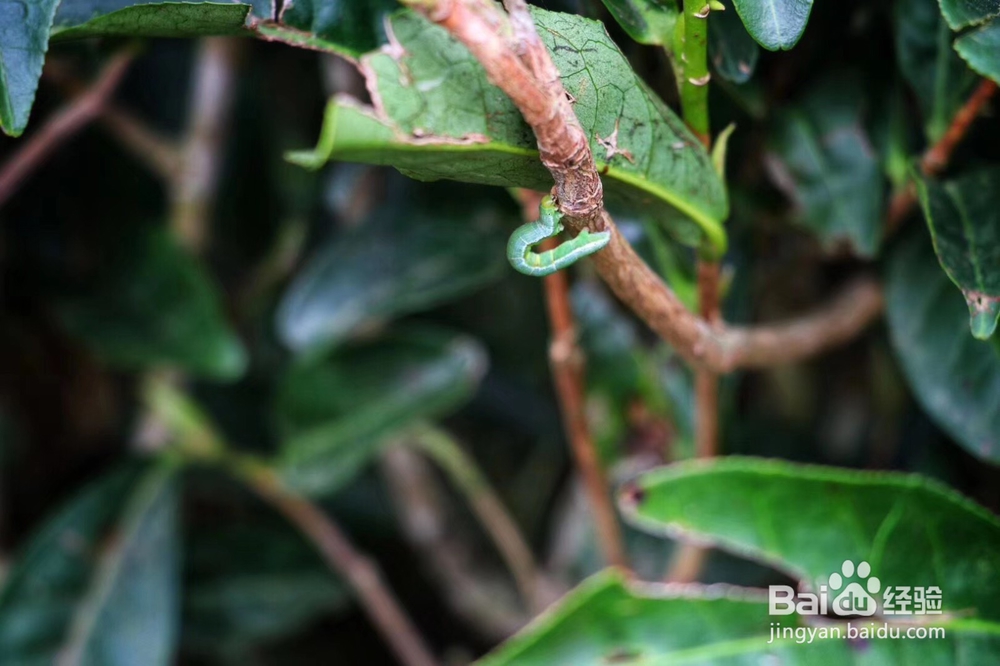 承宋单丛名贵古茶树如何人工护理