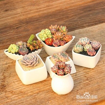 宝石花怎么养 百度经验