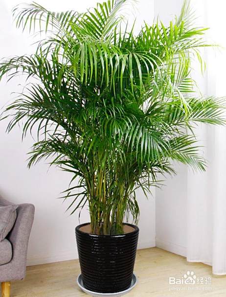 散尾葵怎么养家庭养法