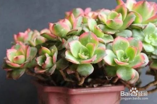 新手如何养多肉植物？