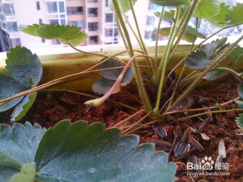 家庭阳台草莓繁殖方法妙招