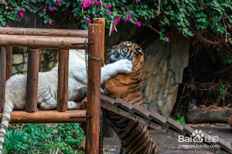 广州长隆野生动物世界攻略6