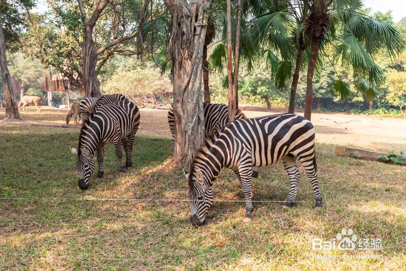 广州长隆野生动物世界攻略2