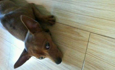 那些花卉对宠物有毒、怎么处理？(四)