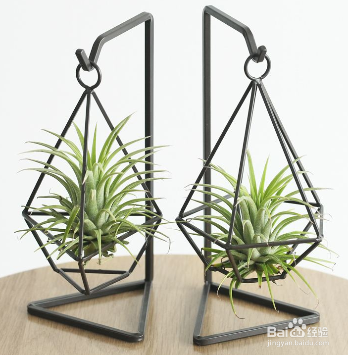 空气凤梨怎么繁殖