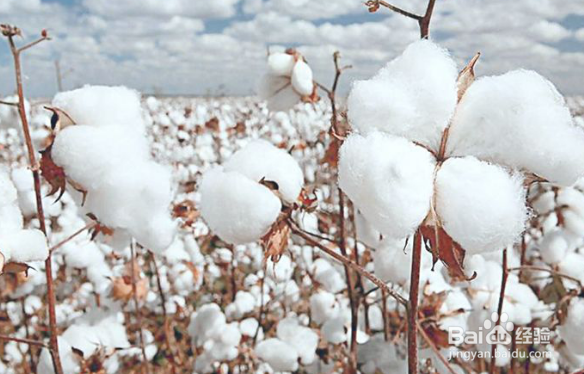 棉花的种植季节和生长特点及作用