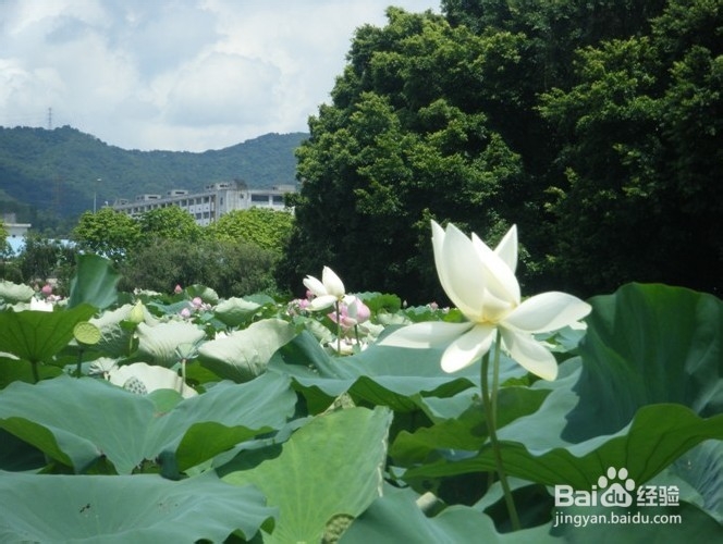 深圳哪里好玩又便宜